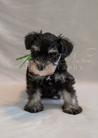 9655-standard - Copy