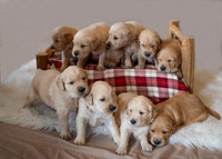 Valley Goldens (Puppies)